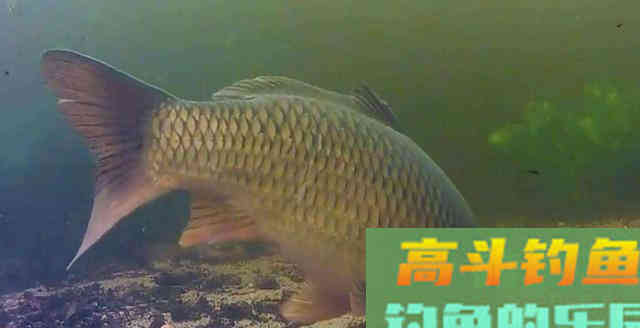 钓鲤鱼的提竿时机原来在这儿,这经验太值钱 钓鲤鱼的提竿时机原来在这儿,这经验太值钱