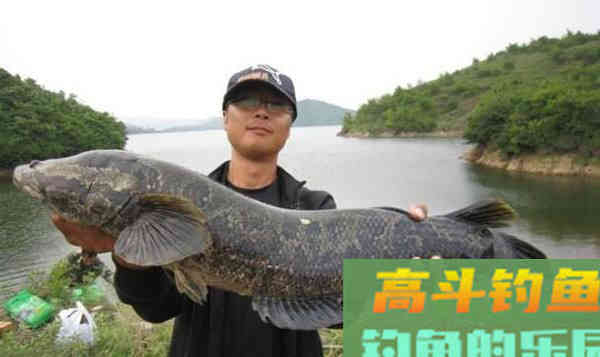 黑鱼的生存方式，以及哺育小黑鱼的理解