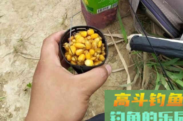三伏天一到,我就立马用这草鱼钓法,霸气十足 三伏天一到,我就立马用这草鱼钓法,霸气十足