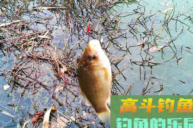为何天越冷鲫鱼越好钓,想知道原因的看过来 为何天越冷鲫鱼越好钓,想知道原因的看过来