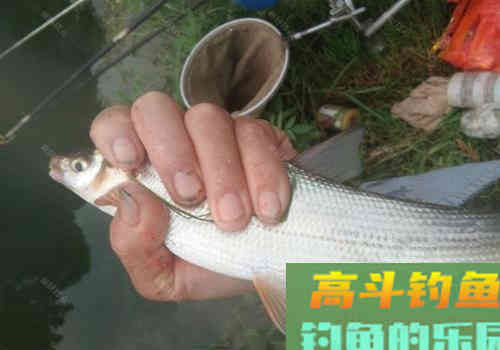 钓黄尾就用这两种钓法,漂尾抖动就提竿 钓黄尾就用这两种钓法,漂尾抖动就提竿
