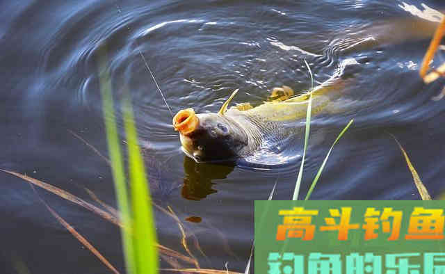 秋季鲤鱼肥美，也是野钓的最佳时机