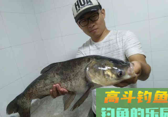 夏钓鲢鳙的独特饵料配方，成为巨物鲢鳙的最爱