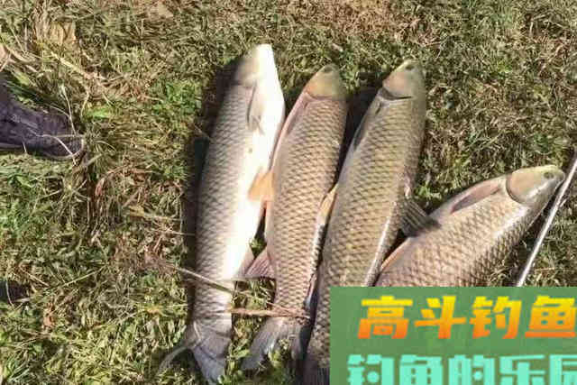 钓草鱼时发现两大特征，立即改钓浮