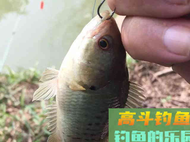 过山鲫为什么能自己上岸并行走？怎么钓过山鲫