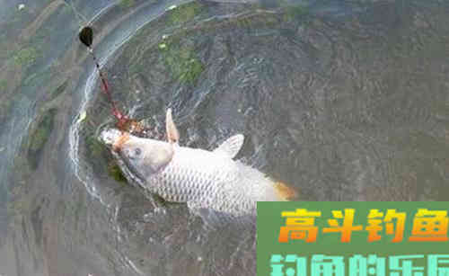 钓鲤效果不佳,不妨试试海竿加爆炸钩 钓鲤效果不佳,不妨试试海竿加爆炸钩