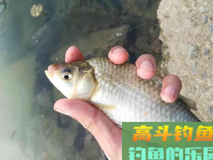 立春后，怎么钓板鲫，看这几招鱼获满满