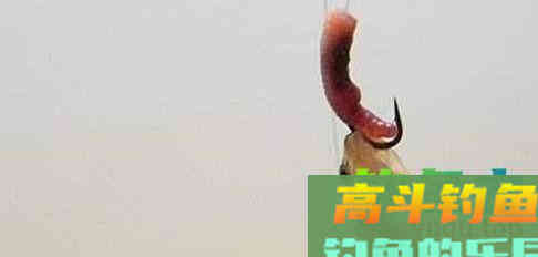 寿命50年的鳗鱼，产卵一次便死亡，要如何钓