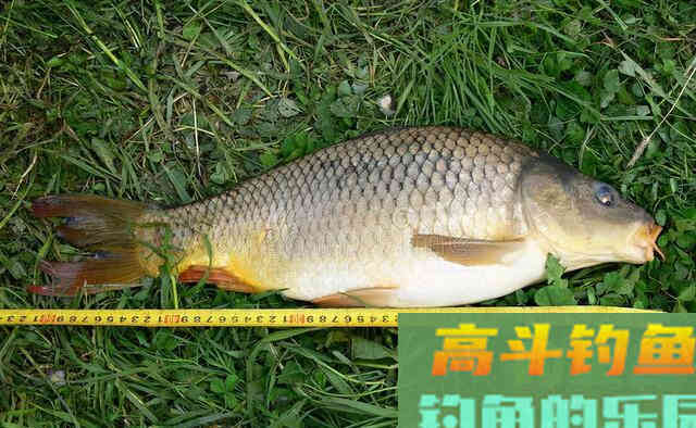 玉米钓不到鲤鱼?你确定使用方式没问题吗 玉米钓不到鲤鱼?你确定使用方式没问题吗