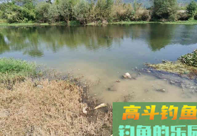 如何春天里寻找黄辣丁？大雨后，守住这些位置有惊喜