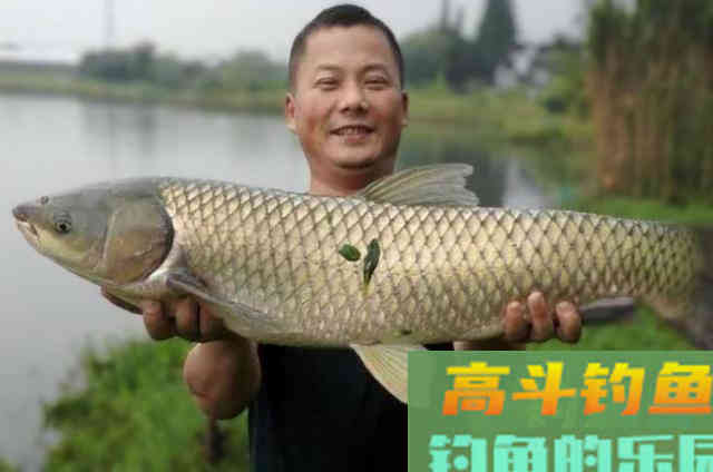 白露一过，钓草鱼的钓组、选钓位与窝饵选择