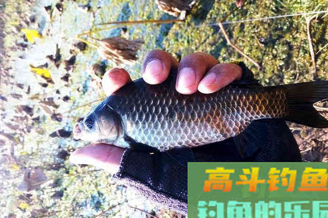 爱信不信!降温后,鲫鱼都藏在这5个地方 爱信不信!降温后,鲫鱼都藏在这5个地方