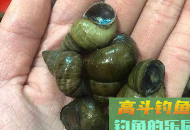 根据青鱼新鱼特点,分析鱼情合理选择正确钓法 根据青鱼新鱼特点,分析鱼情合理选择正确钓法