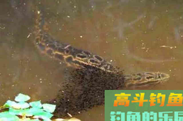 立秋后,黑鱼只要按我说的钓,就爆护 立秋后,黑鱼只要按我说的钓,就爆护