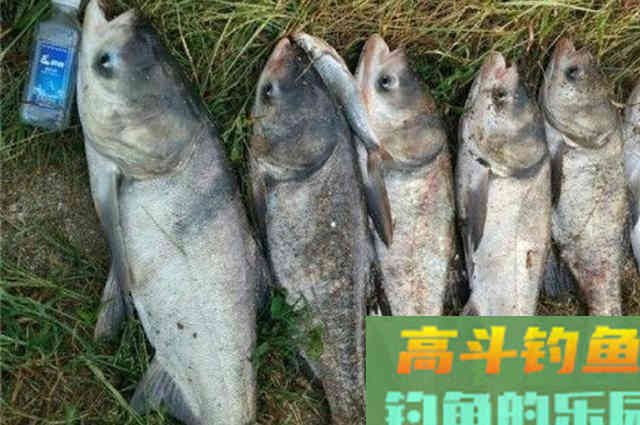 才刚立秋，我就只想用这鲢鳙钓法