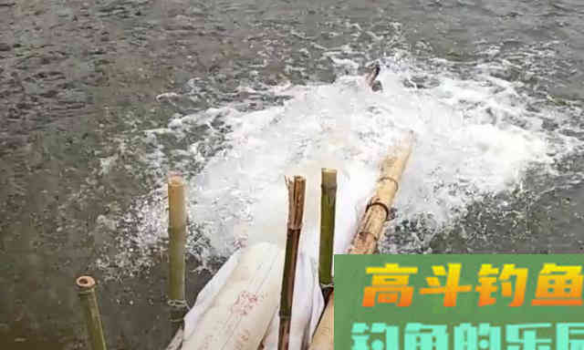 青鱼应分析水中氧含量与鱼情之间的关系,选择作钓位置 青鱼应分析水中氧含量与鱼情之间的关系,选择作钓位置