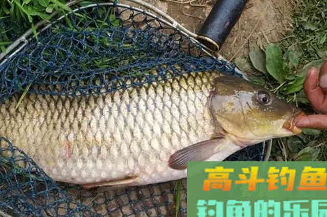 处暑前，鲤鱼只需按我说的钓，气温再高也能狂拔不断