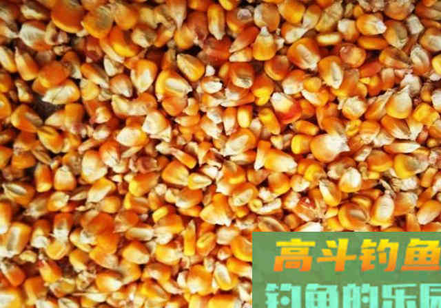钓场常见的青鱼品质划分有4种,它们的特点及垂钓方法 钓场常见的青鱼品质划分有4种,它们的特点及垂钓方法