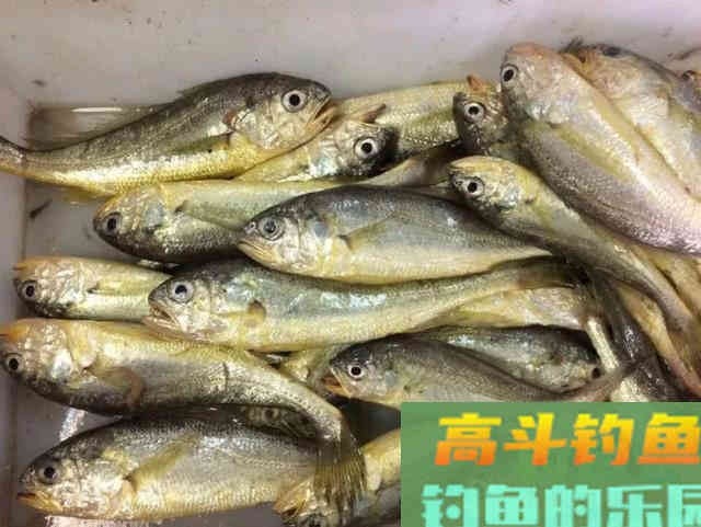 什么是黄鱼？如何垂钓黄鱼的一些技巧