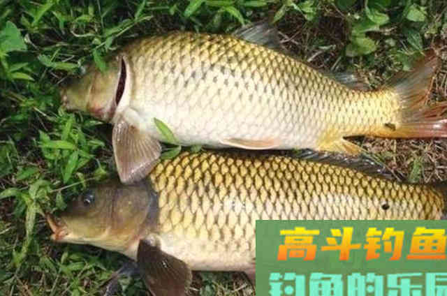 一到初秋,我就喜欢用这鲤鱼钓法 一到初秋,我就喜欢用这鲤鱼钓法