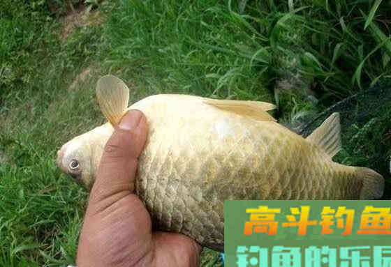 冬季钓鲫鱼,钓位选择很重要,这些选位技巧要知道 冬季钓鲫鱼,钓位选择很重要,这些选位技巧要知道