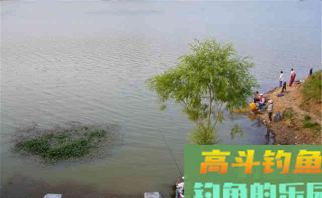 秋钓鲫鱼,钓水草的4大原则 秋钓鲫鱼,钓水草的4大原则