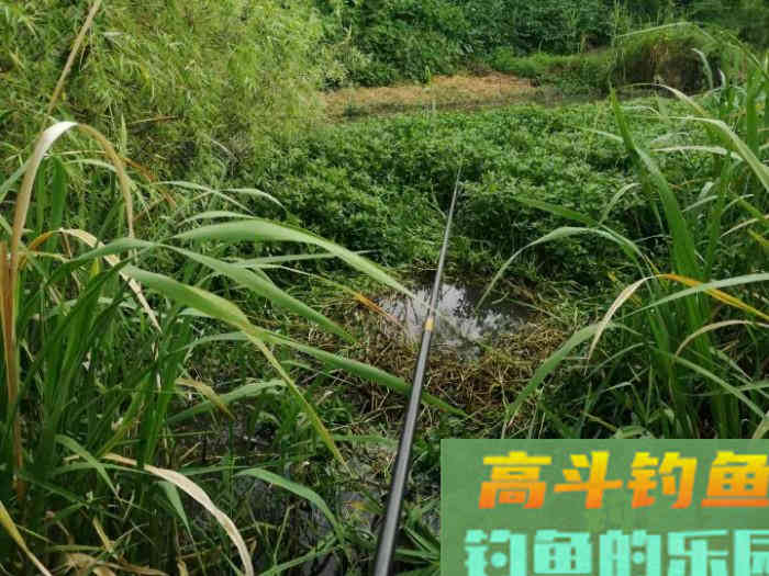 秋季如何垂钓大板鲫？传统钓七星漂、朝天钩组合