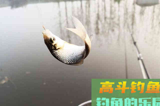 立冬后钓鲫鱼,做到这些调整,连杆上鱼不是梦 立冬后钓鲫鱼,做到这些调整,连杆上鱼不是梦