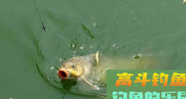 天气回暖，想要大鲤鱼，三个基本原则跑不了