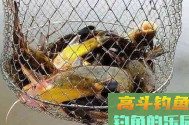 天气热，黄骨鱼就不好钓了？记牢5宜5不宜