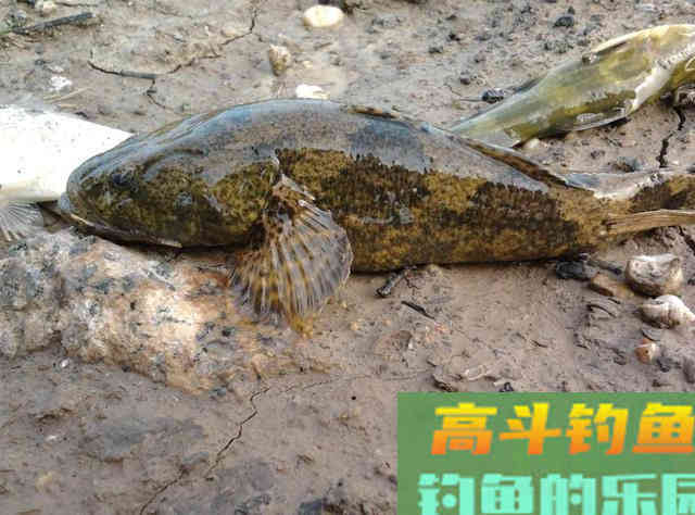 4种曾经被嫌弃的鱼，原来这么值钱
