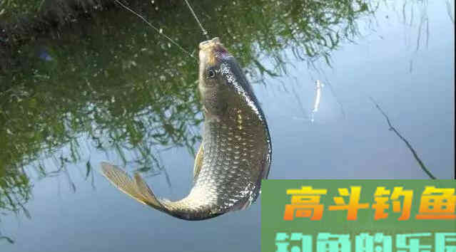 秋季钓鲫鱼为什么会空军？