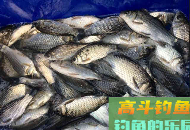 冬钓鲫鱼用多粗的线：0.8子线和0.4子线有何区别