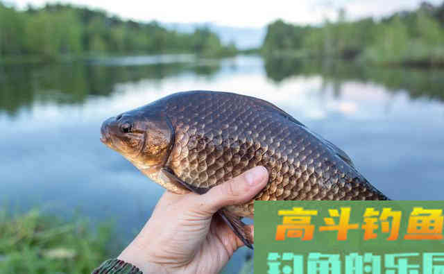 冬季水温低鲫鱼难钓，学会3逗钓技巧野钓鲫鱼