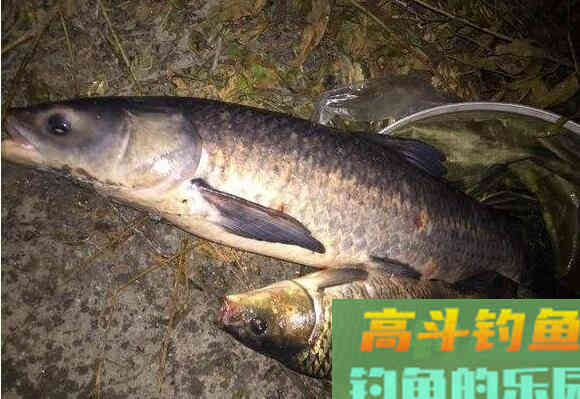 夜钓青鱼的最佳时间你知道吗? 夜钓青鱼的最佳时间你知道吗?