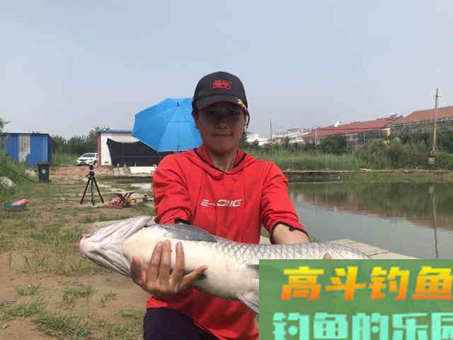 春季如何垂钓黑坑青鱼，5点因素6点注意见效