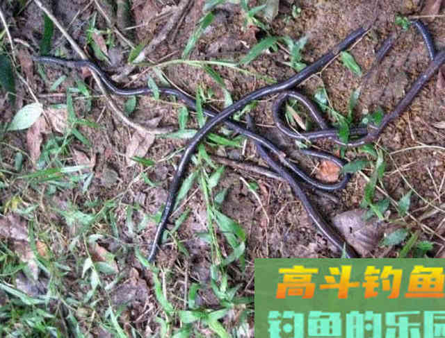 钓鲶鱼的四种动物荤饵,的实用技巧 钓鲶鱼的四种动物荤饵,的实用技巧