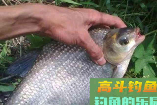 据说天气越热，这鳊鱼钓法反而更管用
