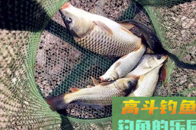 秋钓还想上大鲤鱼？没有我这3招，再厉害也只能扑空