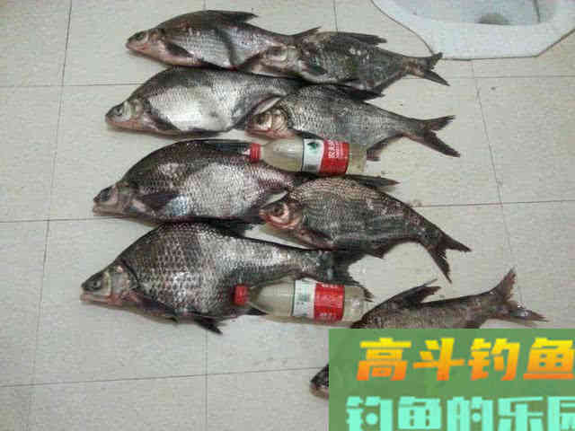 鳊鱼嘴馋属于傻鱼,分享一种特效饵和三种钓法 鳊鱼嘴馋属于傻鱼,分享一种特效饵和三种钓法