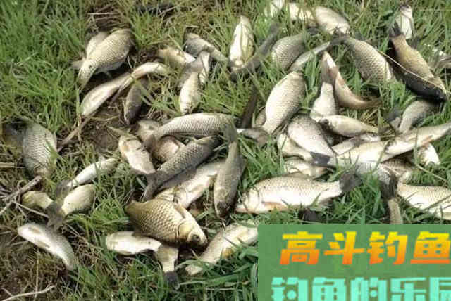 为啥你每次钓大板鲫都不过瘾
