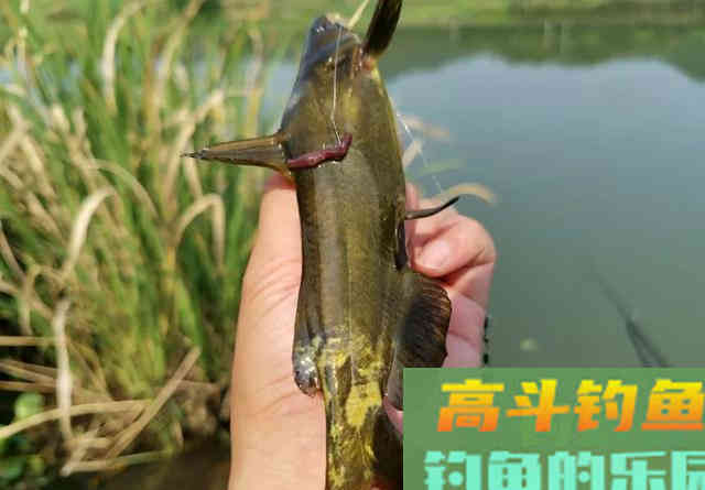 春雨绵绵，野钓黄辣丁最合适