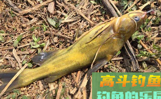 秋末冬初,钓黄颡鱼用这饵料和钓法 秋末冬初,钓黄颡鱼用这饵料和钓法