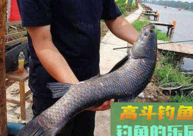 花生米怎么钓青鱼，我来教你