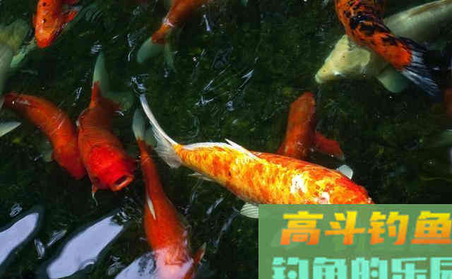 邓刚钓鲢鳙居然败了？这一做法是溃败的关键