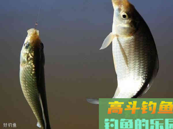 秋季钓鲫鱼时该如何调整作钓，选装备饵料窝料