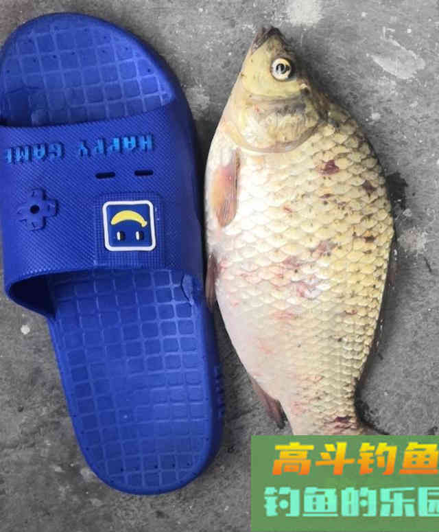 对于夏季上浮的鲫鱼，很多人束手无策