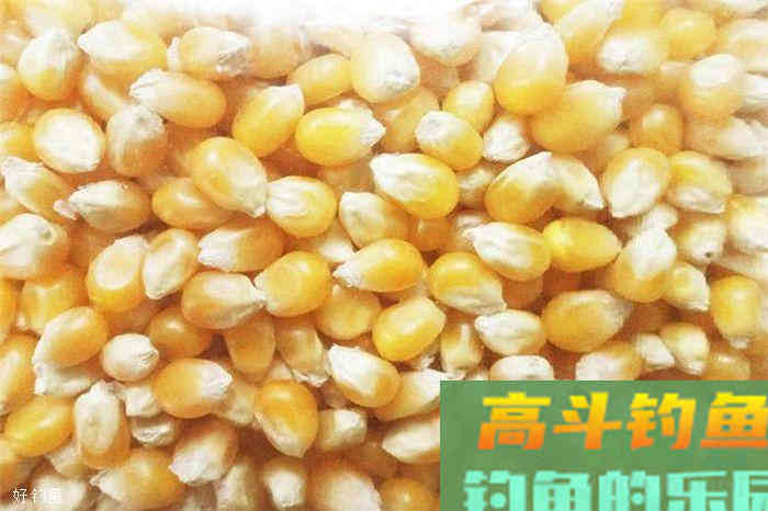 玉米粒搭配白菜，野钓草鱼很简单