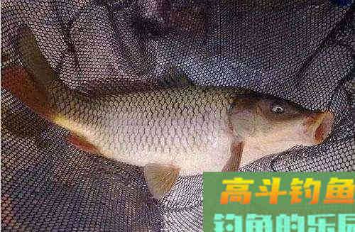 天气回暖，想要大鲤鱼，三个基本原则跑不了