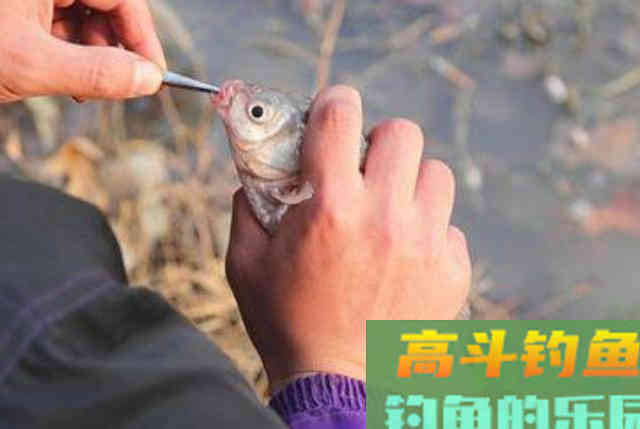大板鲫不咬钩，只怪天气不好？老钓手都用这套钓法